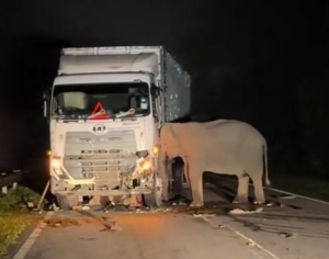 ‘She did everything she could’: Mother elephant’s heartbreaking vigil after calf’s death in Gerik moves Malaysians (VIDEO)