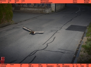 Fast and featherious: Duck busted for breaking speed limit (again) in Switzerland