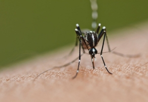Dengue, chikungunya creeping into Europe as climate warms, study warns