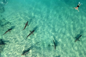 Power plant warms waters, drawing sharks and humans to Israel’s Hadera beach