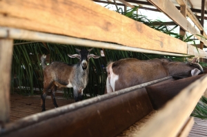 Small but resilient: Malaysia's ‘Kacang’ goat may hold key to food security amid climate crisis