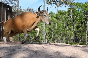 Banteng on board: Rare wild cattle herded by helicopter in landmark Cambodia mission