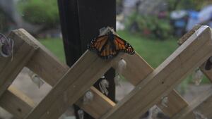 Good Sorts: Oamaru couple's monarch butterfly mission takes flight