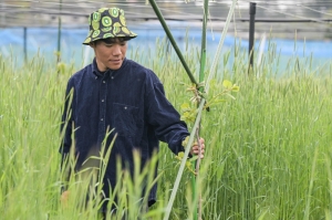 Young farmer brings new hope to Fukushima’s fields scarred by nuclear disaster