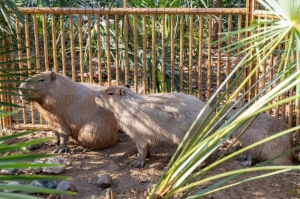 ‘The runaway child has returned’: China’s capybara fugitive Doubao finally caught after two-month zoo escape