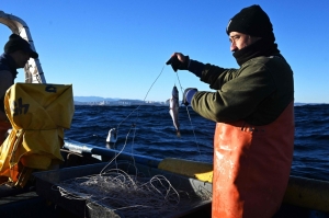 Missing merluza: Chile’s battle to save its favourite catch