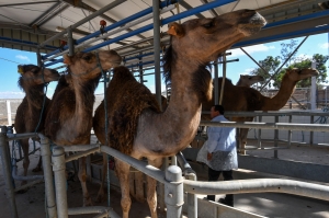 Camel milk turns into ‘white gold’ in Tunisia thanks to science, women, and growing demand