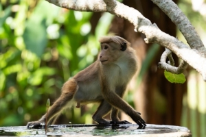 Monkey business delays Sri Lanka’s wildlife survey