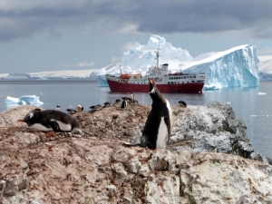 ‘Worrying result’ for Antarctic emperor penguins as populations plummet faster than expected