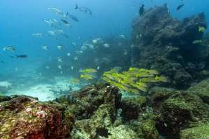‘A chronicle of disaster foretold’: French Polynesia leader warns against deep-sea mining, urges ocean conservation
