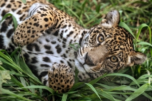 Sao Paulo’s pumas under attack as ‘stone jungle’ threatens rainforest