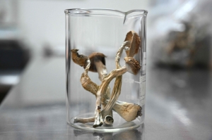 New Zealand embraces psychedelic ‘magic mushroom’ therapy as medicinal use approved for depression treatment