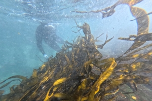 Seaweed forests in Chile: Nature’s oxygen pump under threat from pollution and climate change