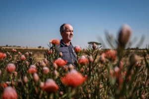 ‘Part of South Africa’s DNA’: Iconic national flower protea blooms far from home as climate shifts native range