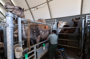 French farmer milks camels, and curiosity, in the land of camembert