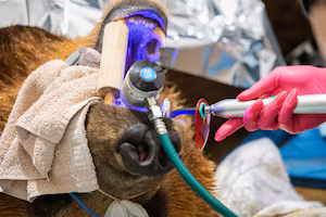 Brown bear in US fitted with the 'largest dental crown'
