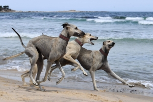 Dwindling desert breed: Tunisia’s Sloughi hounds face extinction as breeders fight to preserve ancient lineage
