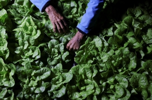 Lettuce from thin air: Chile’s fog catchers grow crops in the world’s driest desert where rain never falls