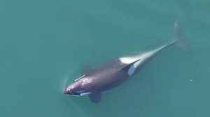You scratch my back: Killer whales use seaweed as tools to bond and exfoliate, study finds