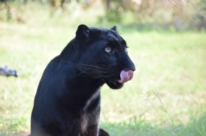 From ‘Kopi Peng’ to ‘Tuah’: Malaysians flood Zoo Melaka contest to name panther cub, submission form closes early
