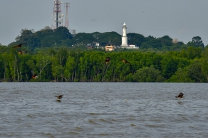 From fireflies to fruit farms: Why Kuala Selangor is the perfect weekend escape from KL