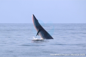 Whales, dolphins and dugongs live in Malaysian waters — here’s why they need protection